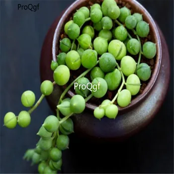 

Ngryise 1Pcs A Set Senecio rowleyanus Cluster