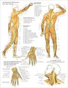 Postura músculos de la anatomía del cuerpo detalle claro del cuerpo Retro Vintage de póster de lona DIY pegatinas de pared pósteres casa Decoración Para Bar