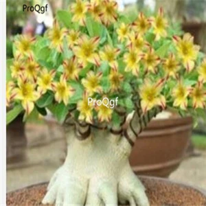 3 Ngryise комплект из 5 предметов - Цвет: 3