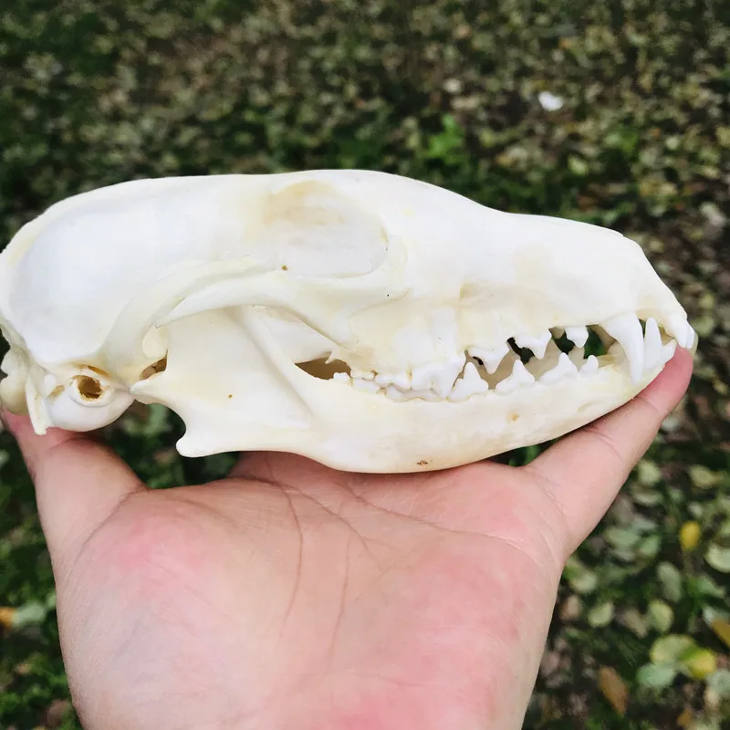 5 pcs incomplete real animal skull taxidermy collection specimen 9cm x 5.5cm.