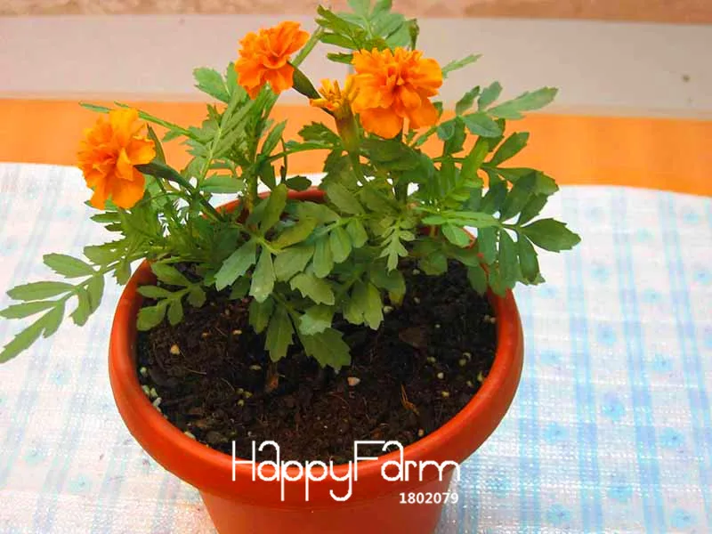 Hot Sale!11 Kinds Maidenhair Herb Garden Pot Marigold Flower bonsai Potted Chrysanthemum plant 50 Pcs/Pack,#VTBX5M