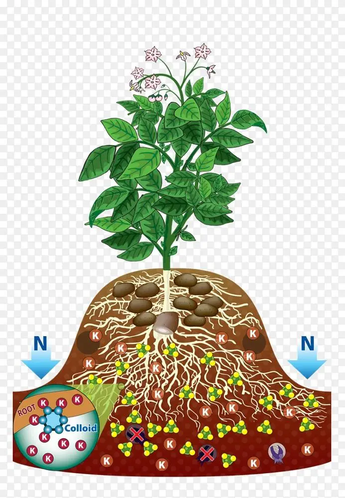 盆栽植物分枝 植物的根png图片素材免费下载 图片编号 Png素材网