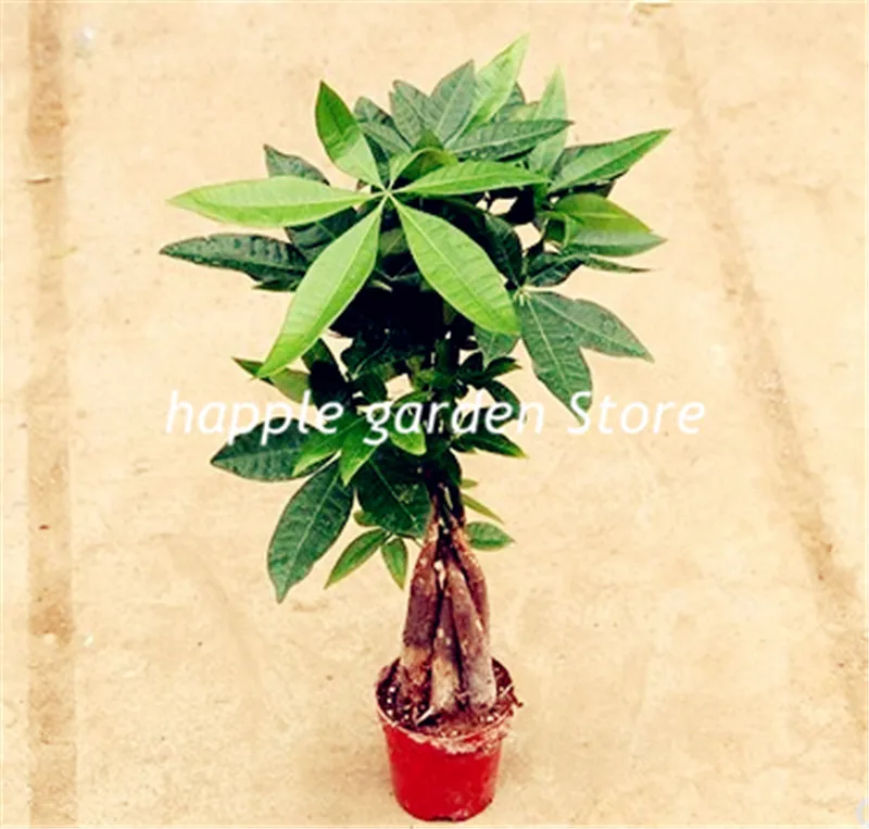 

1 Pieces Mini Pachira Macrocarpa Bonsai Hawaiian Make Money Tree Plant Bonsai Pot Indoor Flowers Plant Bonsai DIY Potted Plants