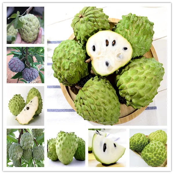 

10 Pcs bonsai Sweetsop Sugar-apple tree (Annona squamosa) Delicious edible tropical fruit perennial for home garden planting