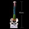 45CM Color Human Spine with Pelvic Model Human Anatomical Anatomy Spine Medical Model School Medical teaching supplies ► Photo 2/2