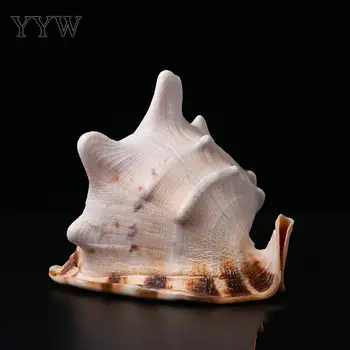 

Sea Shells Marine Decoration For Home Natural Big Seashell Seabed Coquillage Conchas Babylon Nautical Marine Home Decor Mare