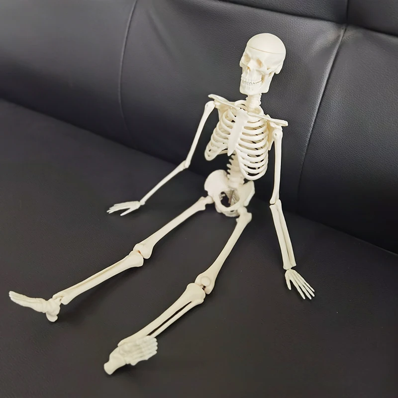 Scheletro anatomico modello scheletro umano da 45cm con supporto, parti  rimovibili e mobili per l'insegnamento e lo studio dell'anatomia -  AliExpress