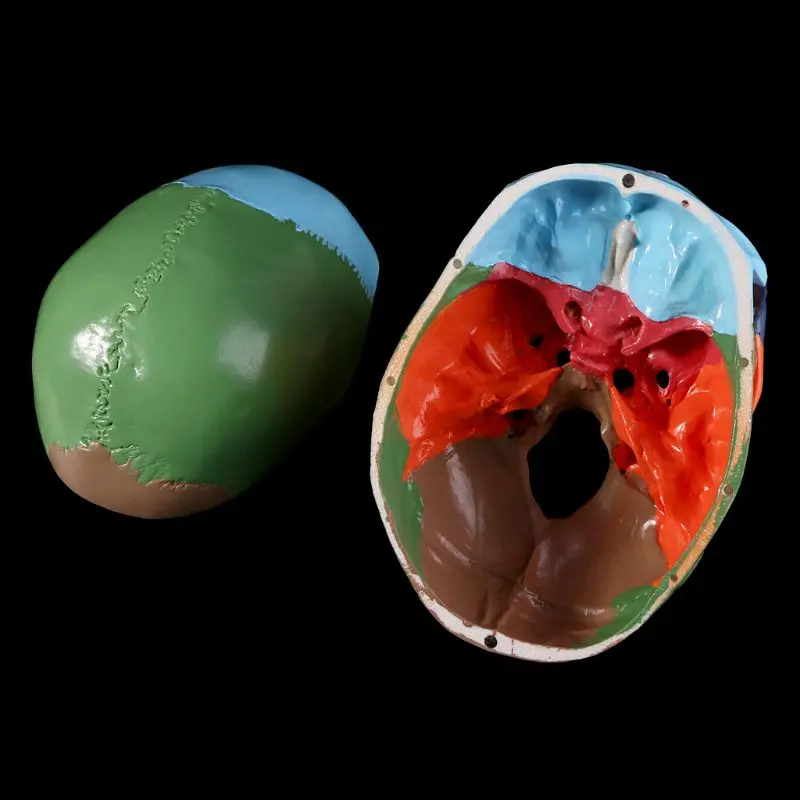 Красочные модели человеческого черепа в натуральную величину, анатомическая анатомия, медицинское обучение, скелетная голова, Обучающие принадлежности LX9A
