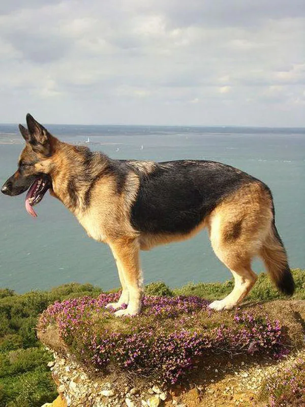 0c56ced1cef7487b68f350a3a1fc9c4b