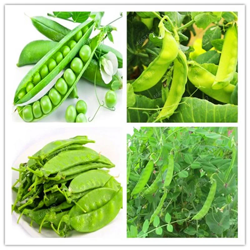 

2019 big promotion ! 20PCS Dutch beans vegetable plant peas green healthy vegetables potted home garden planting free shipping
