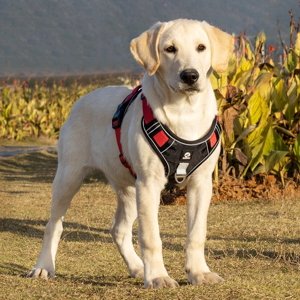 Nylon Dog Harness For Big Dogs Adjustable Safety