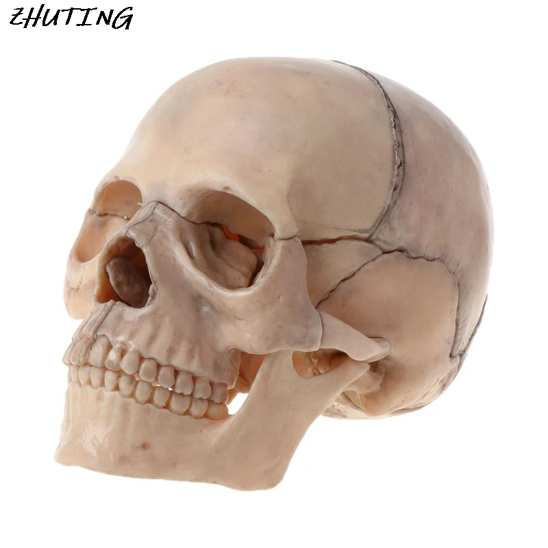

15pcs/set 4D Disassembled Skull Anatomical Model Detachable Medical Teaching Tool