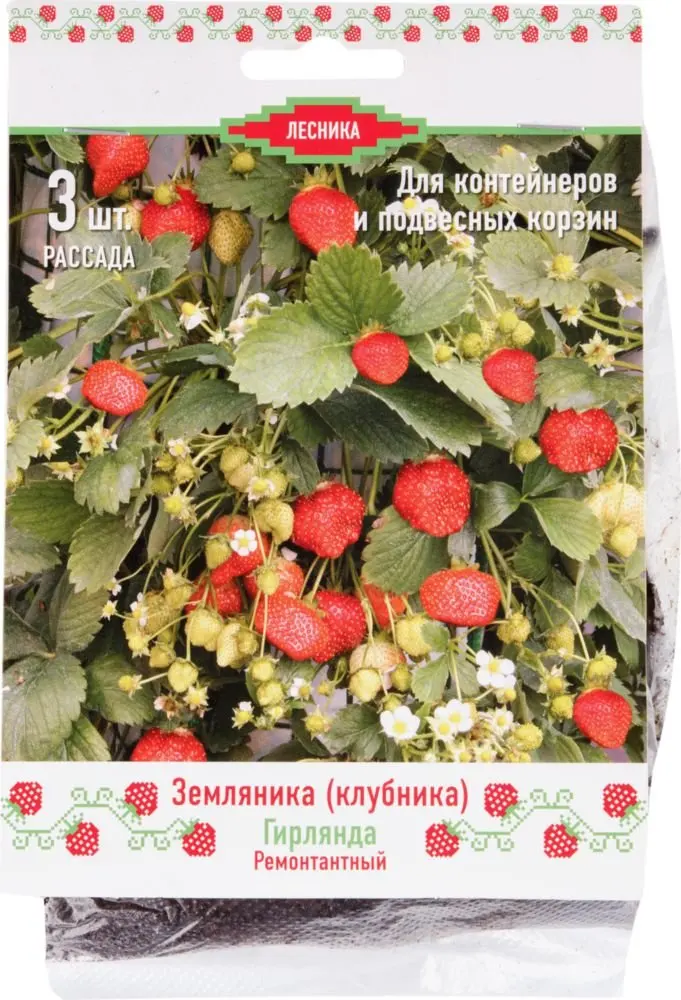 клубника гирлянда фото. земляника сорт гирлянда. земляника садовая ремонтантная гирлянда. земляника ампельная ремонтантная. земляника вьющаяся ремонтантная крупноплодная.
