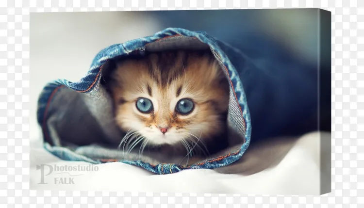 可爱的猫的照片 8张 可爱图片 表白图片网