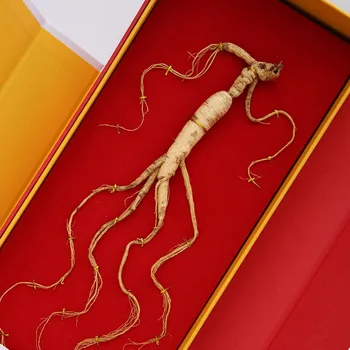 

Pure natural wild ginseng, ginseng under the forest Chines herbal nourishing,strengthening the body, improving immunity Gift Box