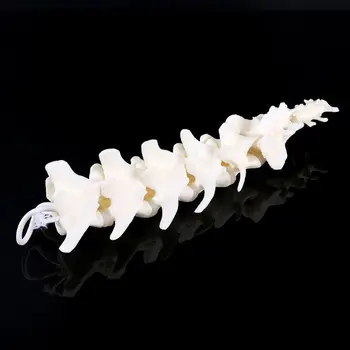 

Dog Canine Lumbar Vertebrae with Coccyx Model Aid Teaching Anatomy Display Study