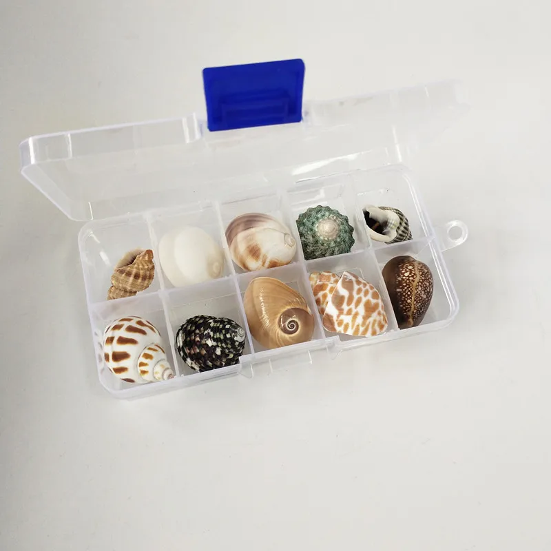 new 10Pcs/Box Natural name Conch Shells Mini Conch Corn Screw Wall Decoration Aquarium Landscape Seashells Crafts party