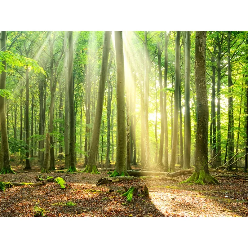 fotomural-bosque-verde