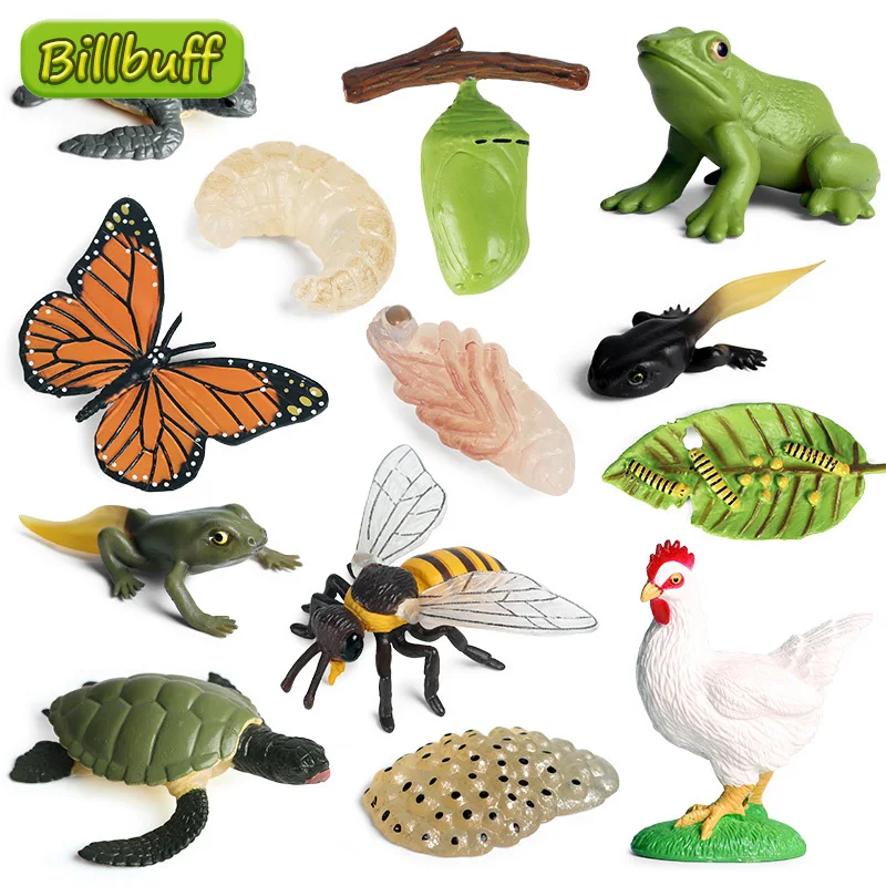 1Pcs Simulation Insect Animal ABS Figures Evolution Stage Butterfly Bee  Frog Turtle Chickens Growth Cycle Toys For Children Gift|Action Figures| -  AliExpress