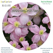 Ngryise 6 шт. набор Clematis цветок корень