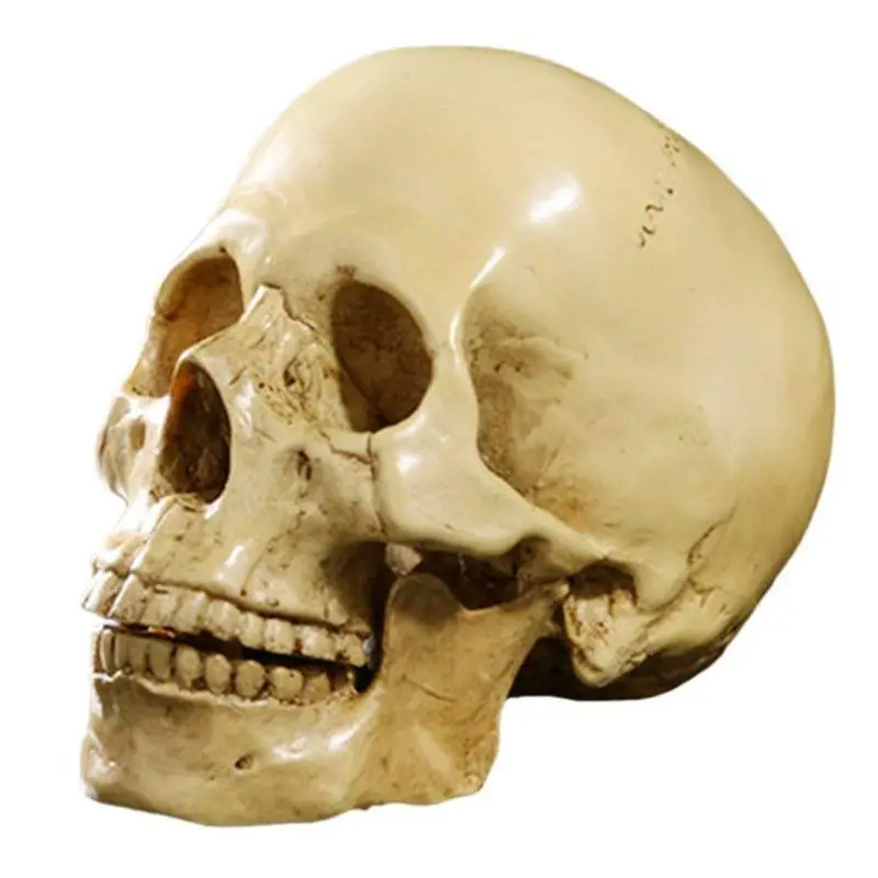 

Model 1: 1 Resin Anatomical Teaching Decoration Yellow