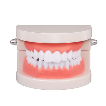 

1 Pc Teeth Model Visible Standard Lifelike Teaching Tool Model Study Supplies for Home