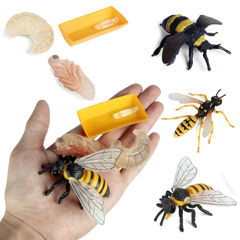 Simulation Insect Bee Life Cycle Toy 4 Piece Set Shows The Life