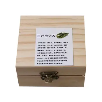 

Natural Trilobite-Fossil Crownworm Teaching Science Specimen with Wooden Box