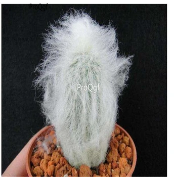 

Ngryise 3pcs a set Espostoa lanata