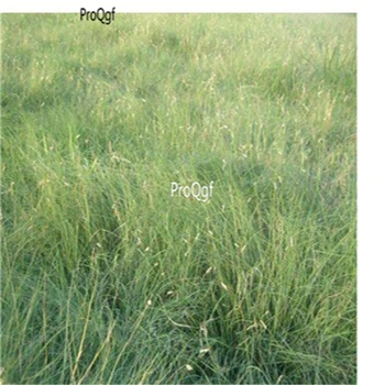 

Prodgf 5000Pcs A Set Buchloe dactyloides