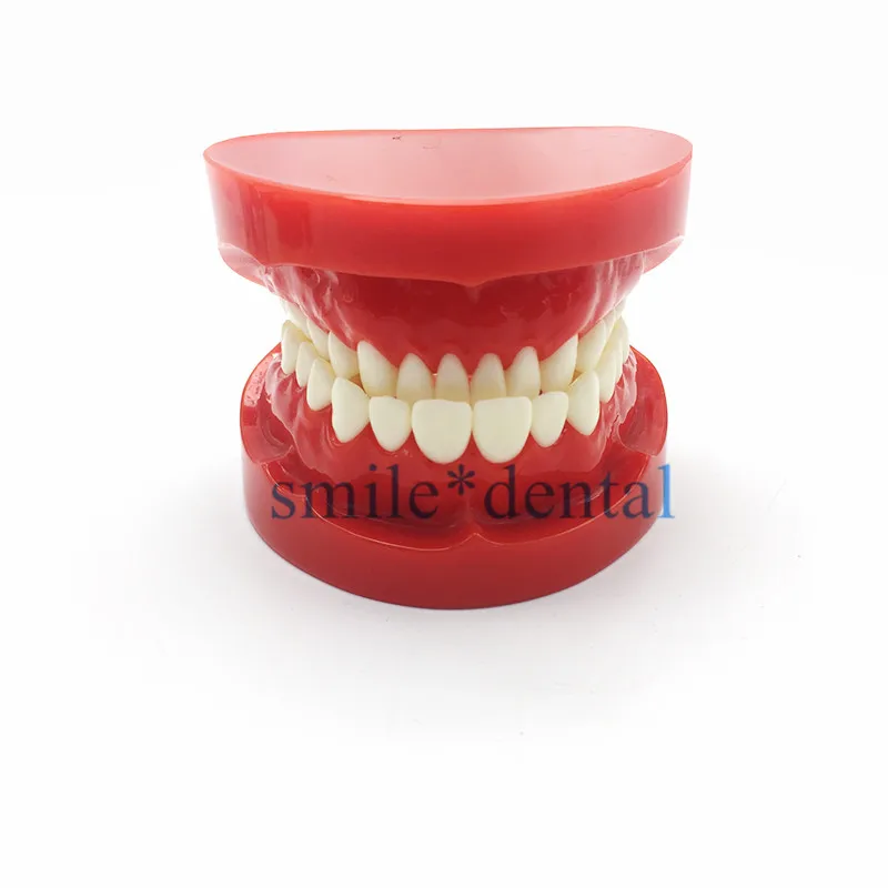 Стоматологическая обучающая модель для взрослых Стандартный типодонт демонстрационная модель зубов 7004