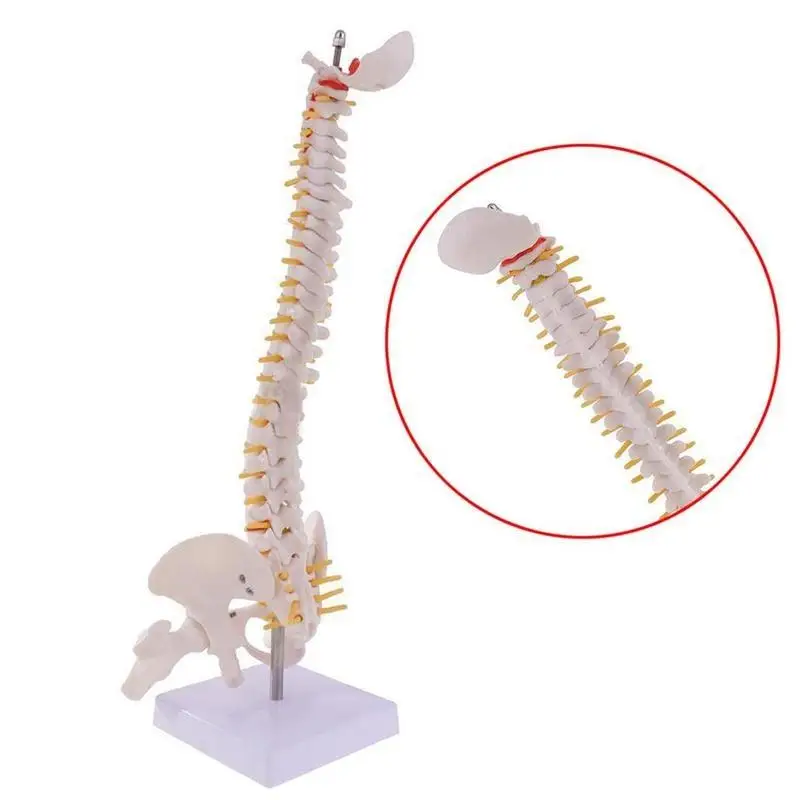 Позвоночник человеческого позвоночника 45 см полноразмерная анатомическая