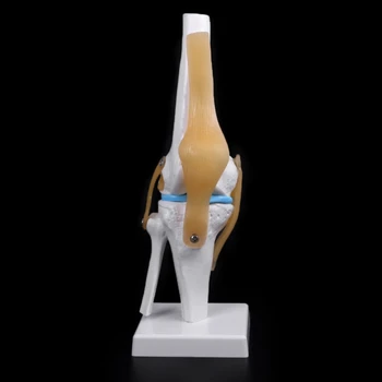 

Human Anatomical Knee Joint Flexible Skeleton Model Learning Aid Anatomy