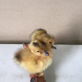 

TAXIDERMY FREAK 3HEAD DUCKLING DUCK,Stuff Bird toy ,#a8