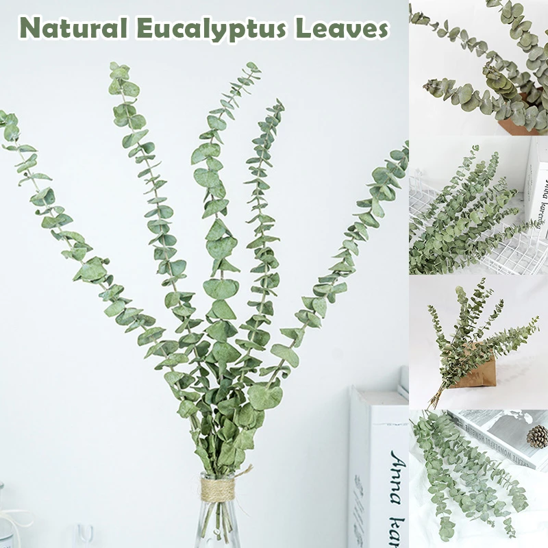 Photo Props Natural Dried Bouquets Plant Stems Eucalyptus Real Flower