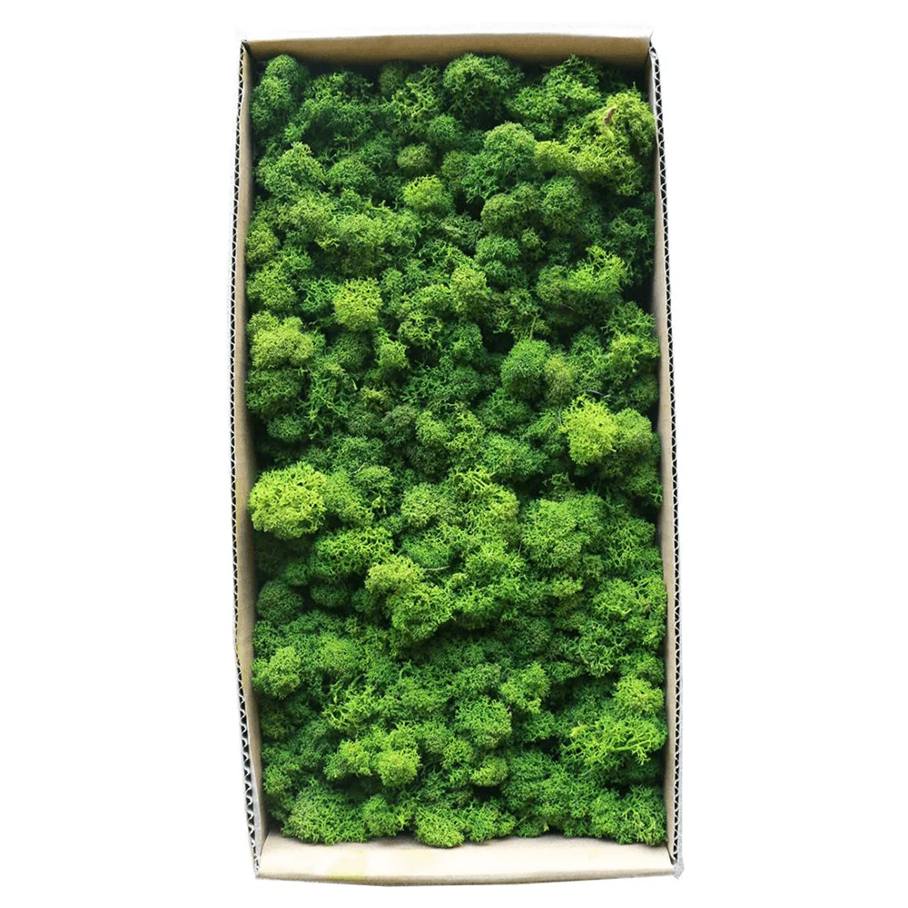 

2020 Updated Standard Preserved Reindeer Moss for DIY Floral Arrangements in Green Color Foamy Type Textured LICHEN - 500 Gram