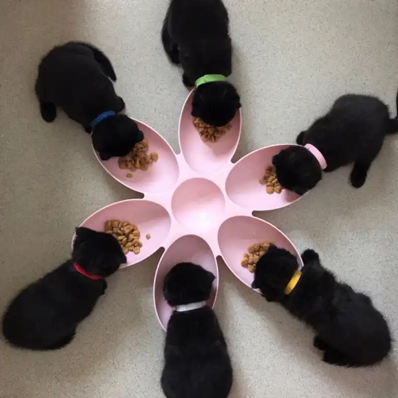 slow down dog water bowl