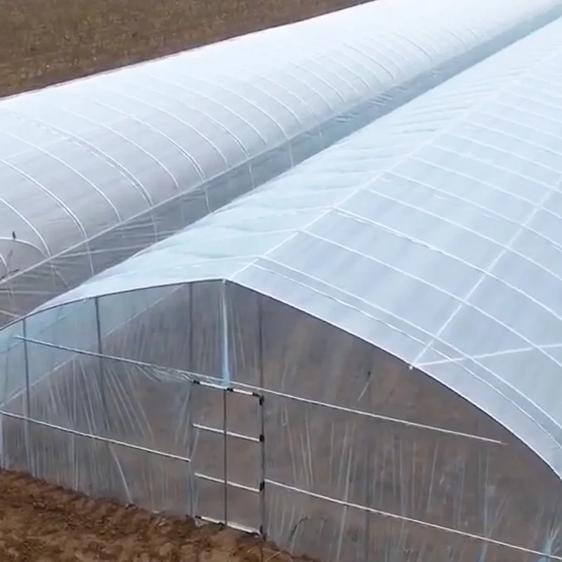 6m Wide and 10m Long Steel Frame Plastic Film Vegetable Greenhouse