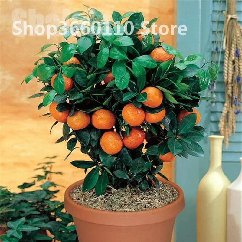 30 шт. бонсай апельсин в горшках съедобный мандарин Цитрусовые фрукты карликовый Апельсиновое дерево комнатное растение для домашнего сада растения