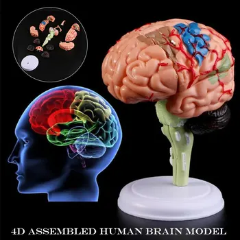 

4D Disassembled Anatomical Human Brain Model Anatomy Medical Teaching Tool Statues Sculptures for Medical Use @LS