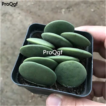 

Ngryise 3pcs a set Xerosicyos danguyi