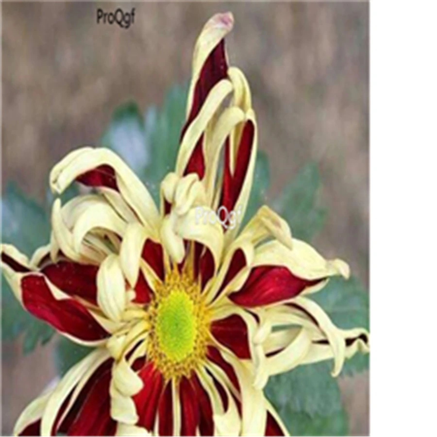 Ngryise 3000 шт Dendranthema morifolium