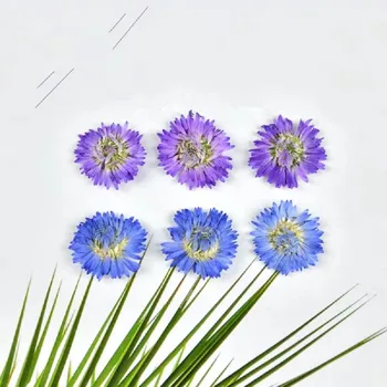

60pcs Pressed Dried Tagetes patula L. Flower Plants For Epoxy Resin Pendant Card Bookmark Jewelry Making Face Makeup Craft DIY
