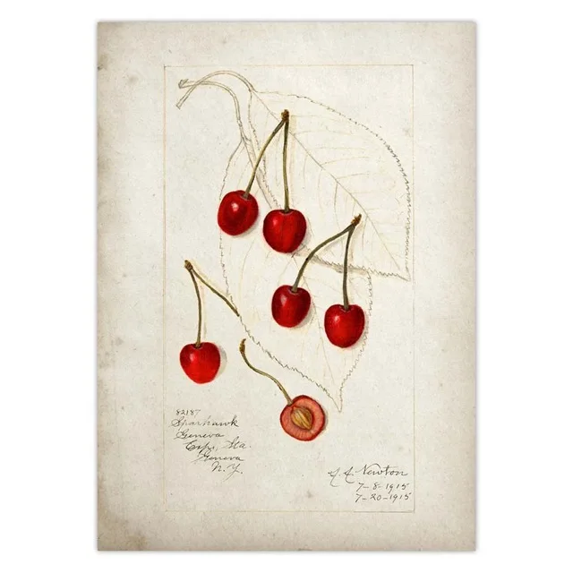 Fruit-Kitchen-Poster-Vintage-Poster-Antique-Pear-Apple-Orange-Pineapple-Wall-Art-Decorative-Picture-Kraft-paper.jpg_.webp_640x640 (23)