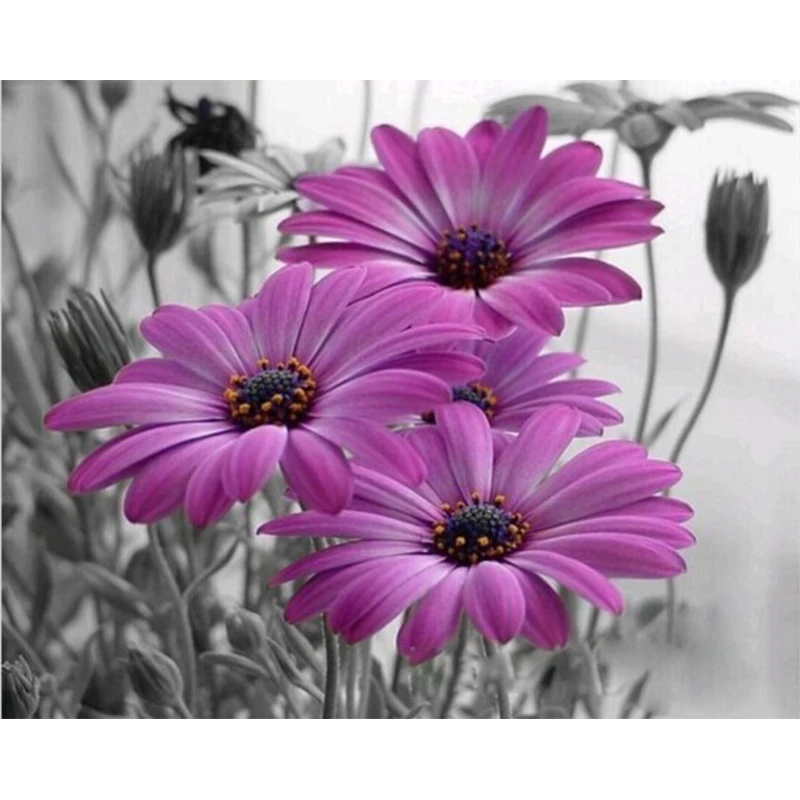 

DIY Painting By Number Flower On Canvases With Framd Kits For Drawing Adults Coloring By Number For Drawing Picture Home Decor