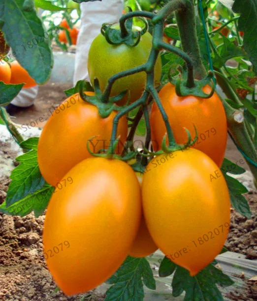 Промо-акция! 200 шт./пакет бонсай растения томатов, восхитительный вишня помидоры садовые, без ГМО растения овощи съестного горшечные растения - Цвет: 4
