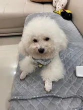 Arnés con cascabel para mascotas, arnés de pecho y correa suave para gatos pequeños y medianos