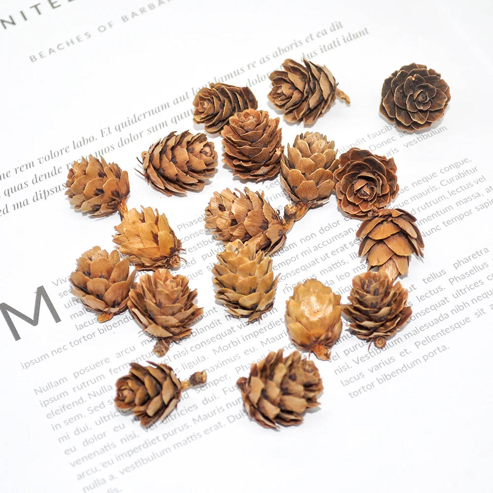 Pinecone (10)