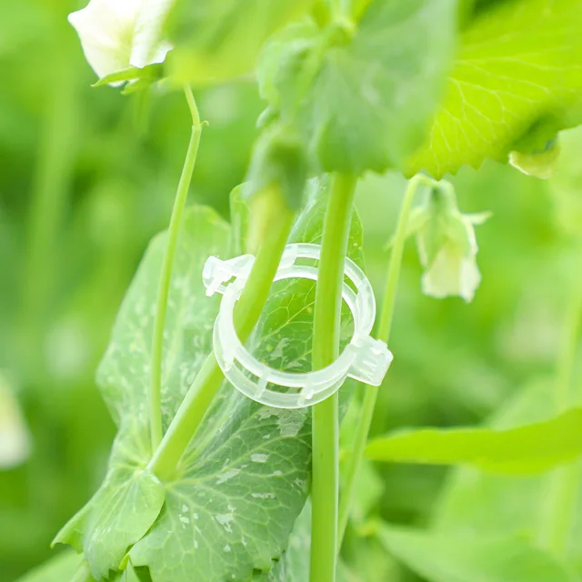 50/100 Darabos Műanyag Növényi Klipek Támogatók Összekapcsolják Az Újrahasznosítható Védelem Oltó Rögzítő Szerszám Kertészeti Készleteket A Zöldség Paradicsomhoz - Image 4