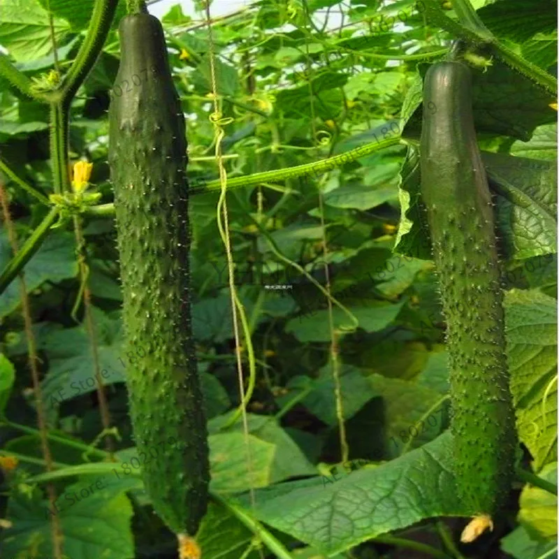 

New Fresh Branch cucumber Bonsai , hybrid - high temperature resistance, high resistance to disease -50 Piecess,#WLRTLS